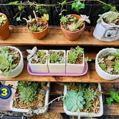 【松竹梅3種写真限り】多肉植物＆鉢セット①