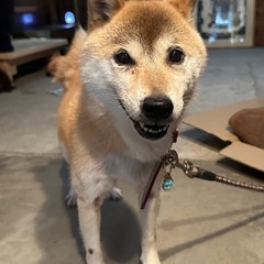 柴犬　しゅんちゃん　女の子 - 恵那市