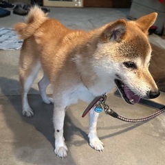 柴犬　しゅんちゃん　女の子 - 犬