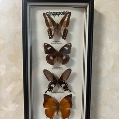 GO-323】蝶 標本 メネラウスモルフォ アオスジアゲハ リュウキュウムラサキ