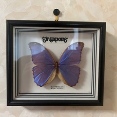 GO-323】蝶 標本 メネラウスモルフォ アオスジアゲハ リュウキュウムラサキ