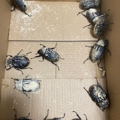 ヘラクレスオオカブト　メス