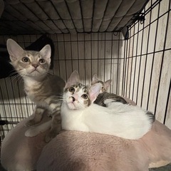 希少なサバトラの女の子♡子猫だらけの里親会参加♡
