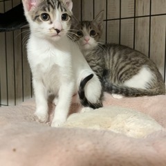 白キジさん女の子♡子猫だらけの里親会参加します！