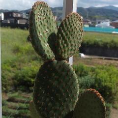 ウチワサボテンカット枝・3枚付き･ミッキーマウス型の画像