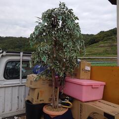 作り物の木達の画像