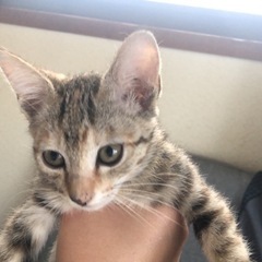 とても元気な灰色シマシマ模様の仔猫です(^^) - 霧島市