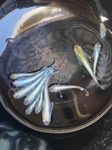 メダカ　マリアージュ① １０匹　オス4 メス6 若魚