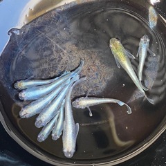 メダカ　マリアージュ① １０匹　オス4 メス6 若魚