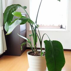 オーガスタ　観葉植物