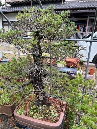 96.「千倉花畑」髙橋一善 油絵