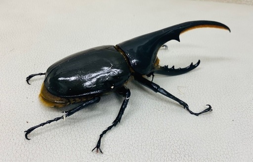 ?ヘラクレスオオカブト 134.2㍉ オス単品