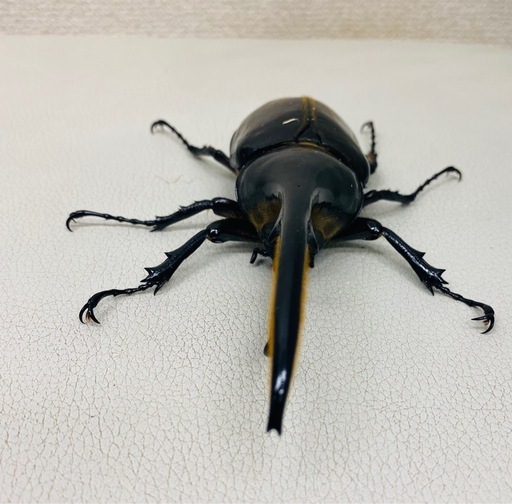 ?ヘラクレスオオカブト 134.2㍉ オス単品
