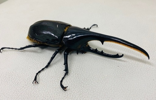 ?ヘラクレスオオカブト 134.2㍉ オス単品