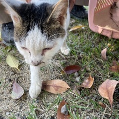 迷子猫、飼い主募集