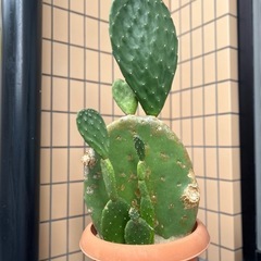 ウチワサボテン