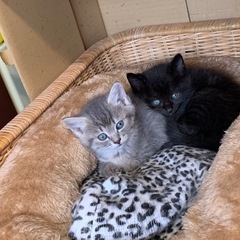 仔猫の譲り先が決まりました！