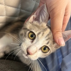 パステル三毛（ダイリュートキャリコ）の子猫 − 大阪府