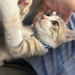 パステル三毛（ダイリュートキャリコ）の子猫 - 猫