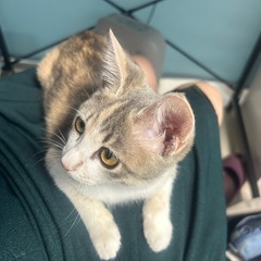 パステル三毛（ダイリュートキャリコ）の子猫 - 和泉市
