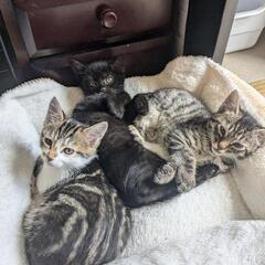 【生後約3ヶ月】子猫三兄弟