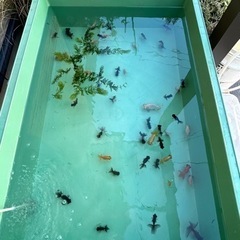 金魚　最終選別　蝶尾の出目金の画像