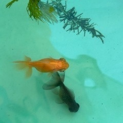 金魚　最終選別　蝶尾の出目金の画像