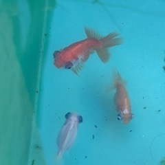 金魚　最終選別　蝶尾の出目金の画像