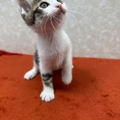 里親様決定】キジ白シッポナちゃん