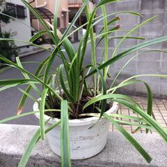 ヤブラン　鉢付　②