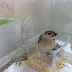 11月6日シルバー　シナモン文鳥　