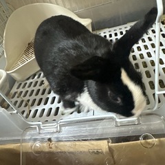 うさぎ