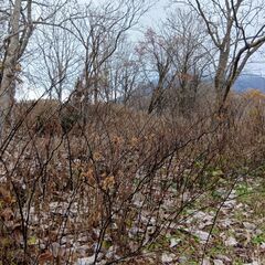 樺山の土地売ります(値下げしました）