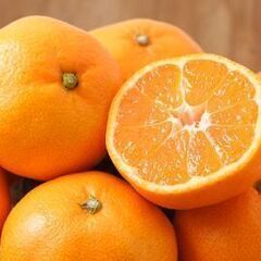 ②🍊みかんでーす！の画像