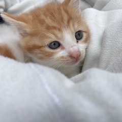 近所の子猫