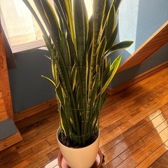 サンスベリア　鉢の画像