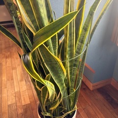 サンスベリア　鉢の画像