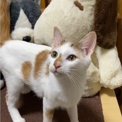 白三毛のひとかちゃん
