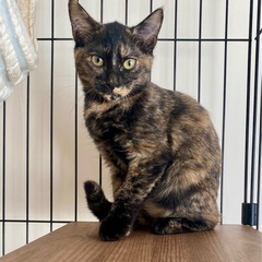 里親募集！サビ猫　メス　3ヶ月　お問い合わせ休止中