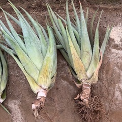 アロエベラぬき苗特大サイズ 多肉植物