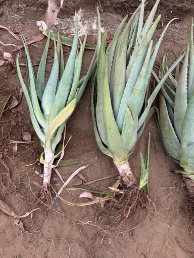 アロエベラぬき苗特大サイズ 多肉植物
