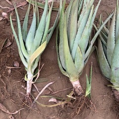 アロエベラぬき苗特大サイズ 多肉植物の画像