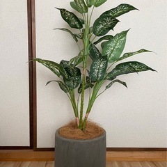 【11/25まで引取限定】90cm＊インテリアグリーン　ディフェ...