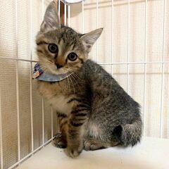 ★里親様✨募集致します★新里君・推定２カ月