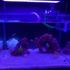 ロングテンタクルアネモネ（イソギンチャク）⭐︎
