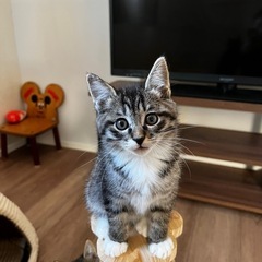 トライアル中まん丸手袋はめたキジちゃん