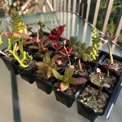 多肉植物（普及苗）　まとめての画像