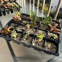 多肉植物（普及苗）　まとめての画像