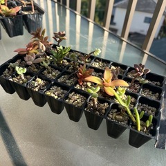 多肉植物（普及苗）　まとめての画像