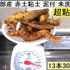 黒部産・超粘り！赤土粘土の典型的天然自然薯 13本≒300g